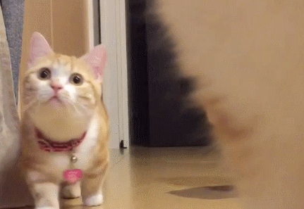 1760666387448953.gif