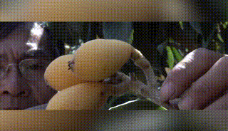 1761115275713412.gif 1761115275713412.gif